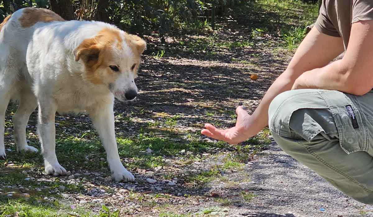 Save a Greek Stray: Αστείρευτη αγάπη για τα αδέσποτα